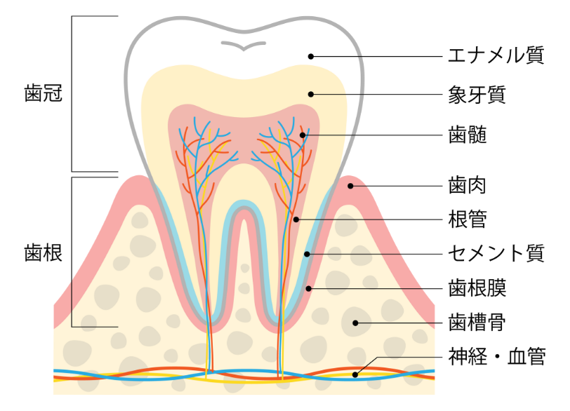 歯の内部構造|中西歯科